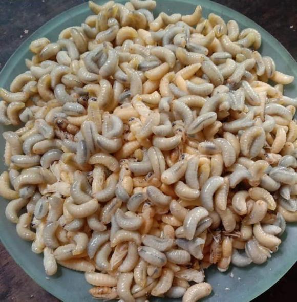 nhộng ong, nhộng ong vò vẽ, kiến thức 