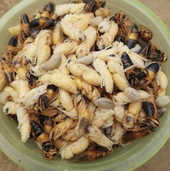 nhộng ong, nhộng ong vò vẽ, kiến thức 