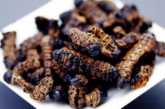 Sâu Mopane, sâu bướm, Sâu Mopane đắt hơn tôm hùm