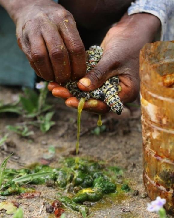 Sâu Mopane, sâu bướm, Sâu Mopane đắt hơn tôm hùm