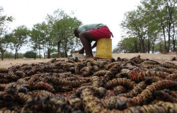 Sâu Mopane, sâu bướm, Sâu Mopane đắt hơn tôm hùm