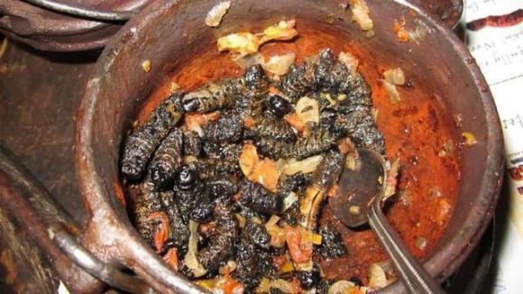 Sâu Mopane, sâu bướm, Sâu Mopane đắt hơn tôm hùm