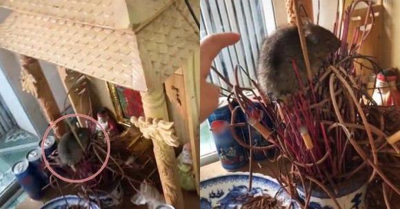 Bàn thờ Thần Tài, bát hương Thần Tài, chuột phá ban Thần Tài, kiến thức 