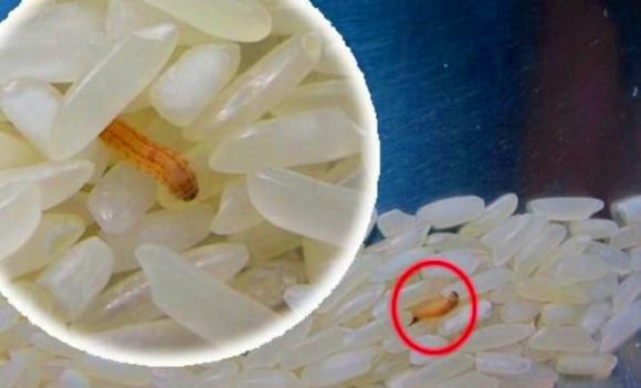 Gạo, mọt gạo, cách ngăn ngừa mọt gạo