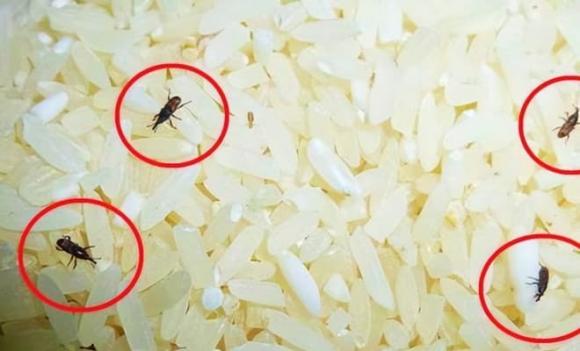 Gạo, mọt gạo, cách ngăn ngừa mọt gạo