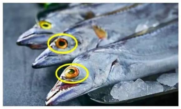 4 loại cá gây ung thư, Cá thu, Cá trắm, Sashimi, Cá hoang dã 