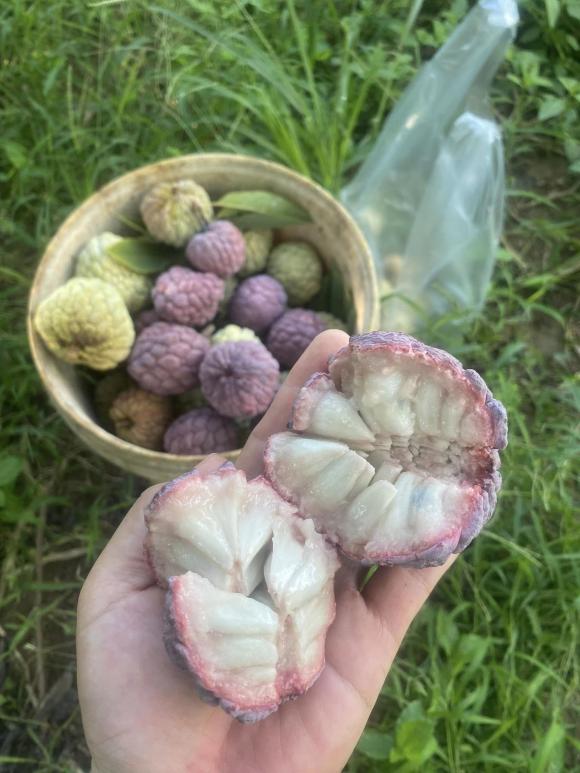na tím, na tím giá bao nhiêu, cách trồng na tím, kiến thức 