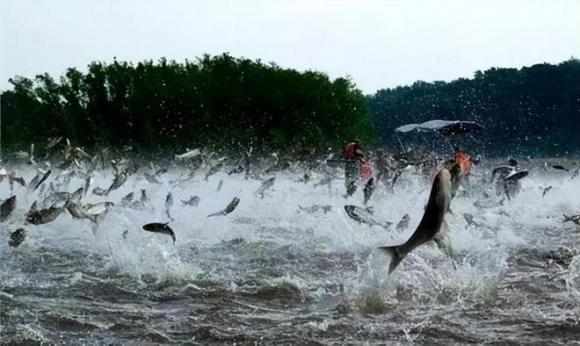 cá nước ngọt, người châu âu