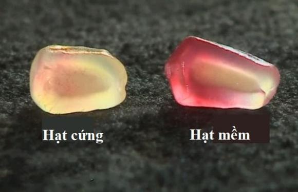 quả lựu, mua lựu, lựu hạt cứng, lựu hạt mềm