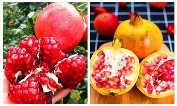 quả lựu, tác dụng của quả lựu, các loại lựu