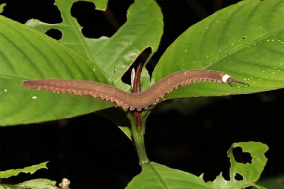 sâu nhung mới ở Ecuador 