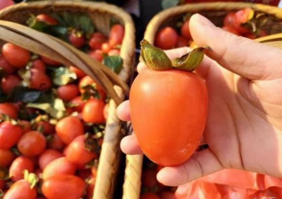 cách chọn hồng ngon, kỹ thuật chọn hồng, lưu ý khi chọn hồng