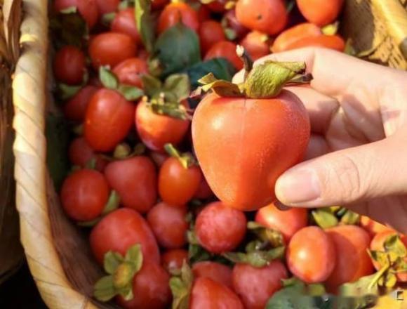 cách chọn hồng ngon, kỹ thuật chọn hồng, lưu ý khi chọn hồng