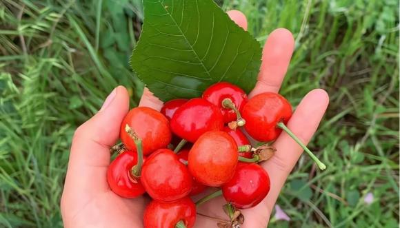 học sinh giỏi, năng lượng cao, học sinh giỏi không buồn ngủ
