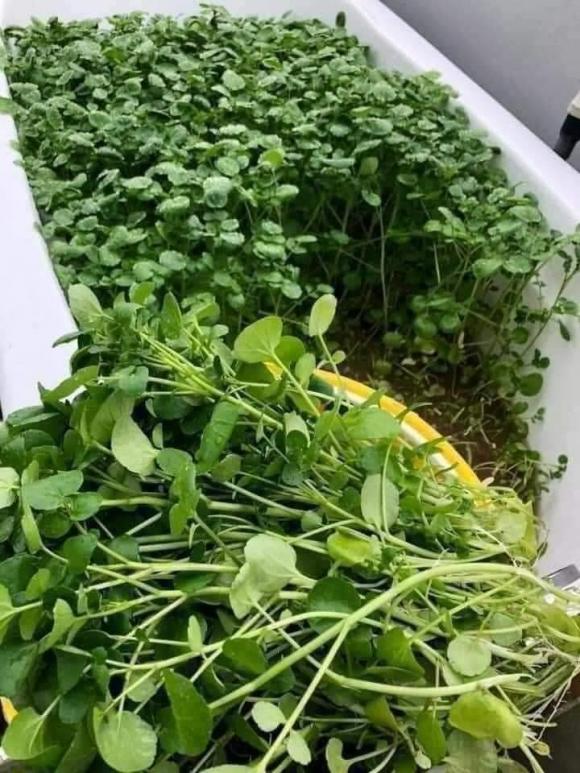 trồng rau, trồng rau trong thùng xốp, kiến thức 