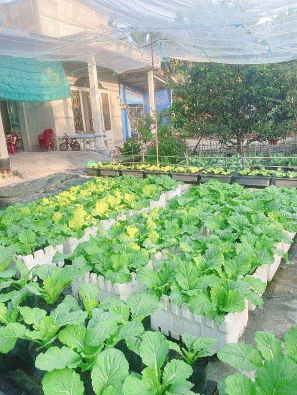 trồng rau, trồng rau trong thùng xốp, kiến thức 