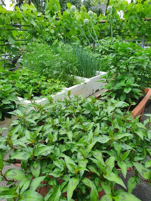 trồng rau, trồng rau trong thùng xốp, kiến thức 