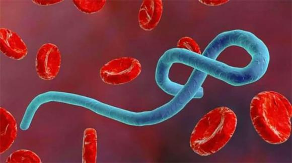 virus, băng bắc cực