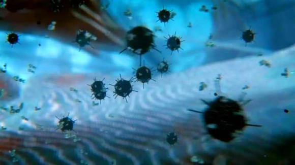 virus, băng bắc cực