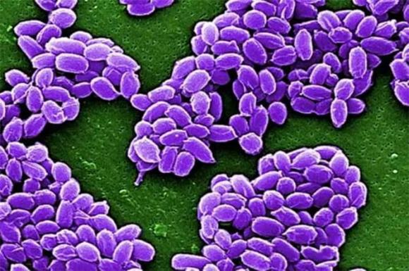 virus, băng bắc cực