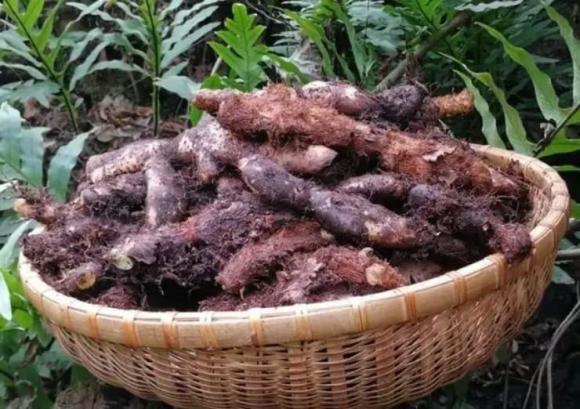 Gừng, tác dụng của gừng, gừng khỉ