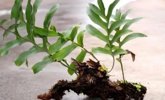 Gừng, tác dụng của gừng, gừng khỉ