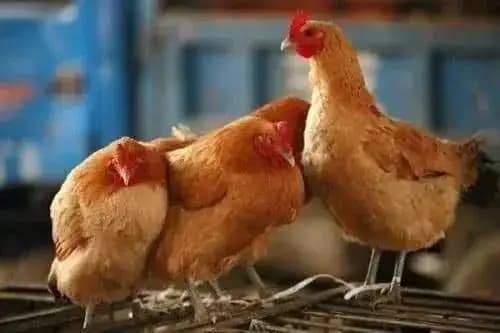 con người không ăn thịt động vật ăn thịt, động vật ăn cỏ