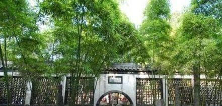 trồng tre, sau nha, phong thuỷ nhà