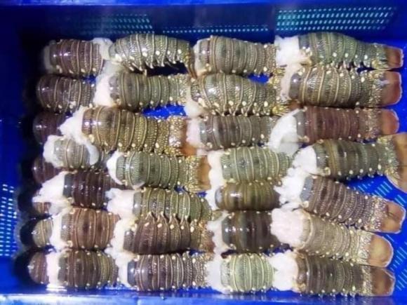hải sản, hải sản giá rẻ, tôm giá rẻ, kiến thức 