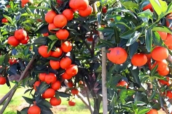 cây trồng, trồng cây trong nhà, trồng cây