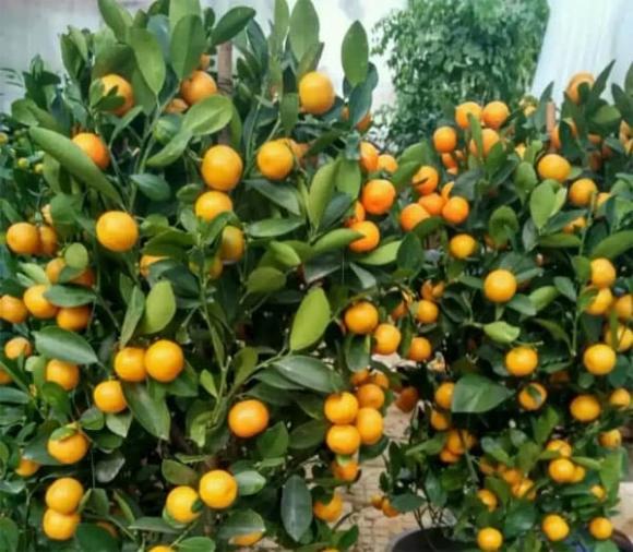 cây trồng, trồng cây trong nhà, trồng cây
