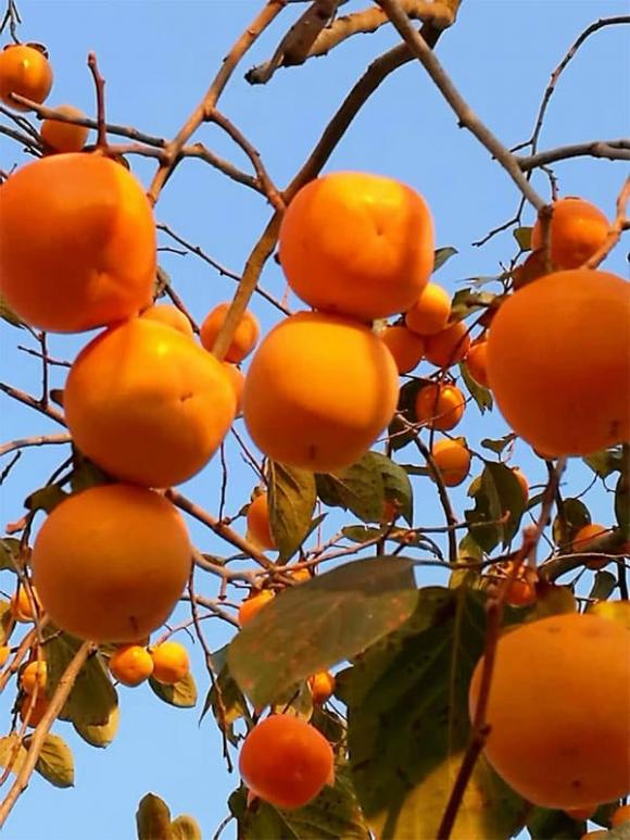 cây trồng, trồng cây trong nhà, trồng cây