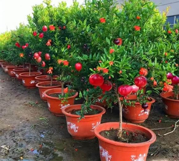 cây trồng, trồng cây trong nhà, trồng cây