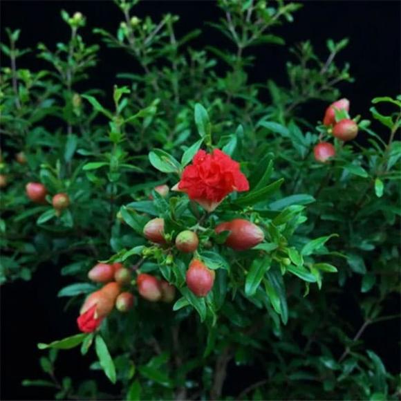 cây trồng, trồng cây trong nhà, trồng cây