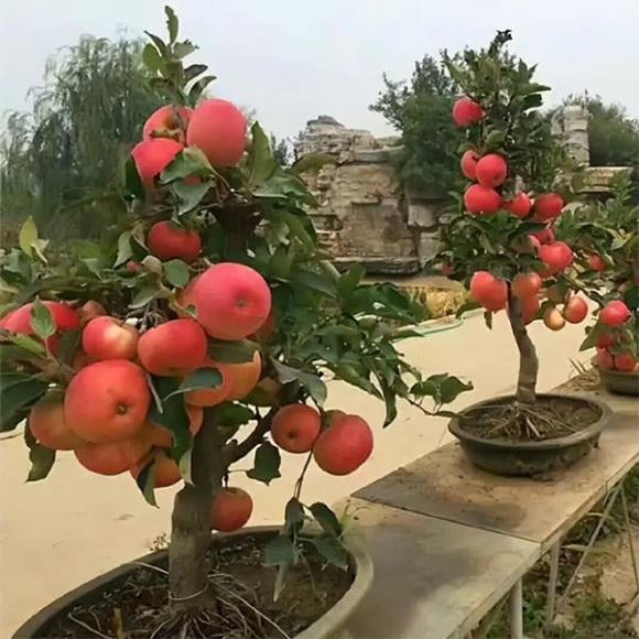 cây trồng, trồng cây trong nhà, trồng cây