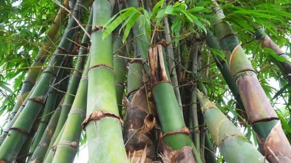 Cây tre, tre không phải loài cây, tre là loài gì