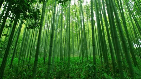 Cây tre, tre không phải loài cây, tre là loài gì