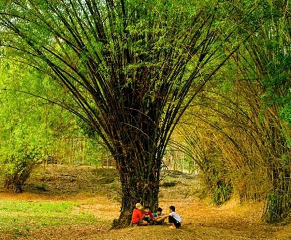 Cây tre, tre không phải loài cây, tre là loài gì