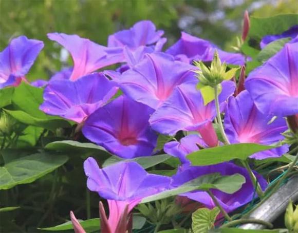 hoa trồng ban công, trồng hoa cửa sổ, trồng hoa