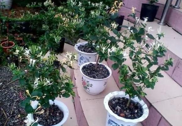 hoa trồng ban công, trồng hoa cửa sổ, trồng hoa