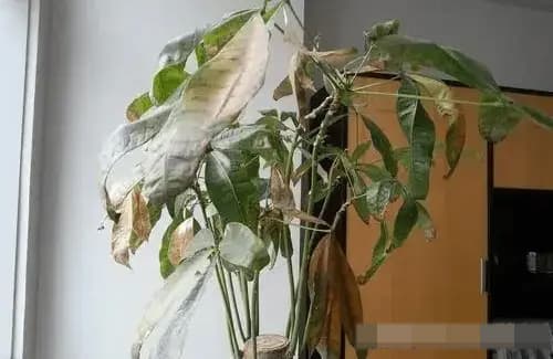 phong thuỷ nhà, vật phong thuỷ