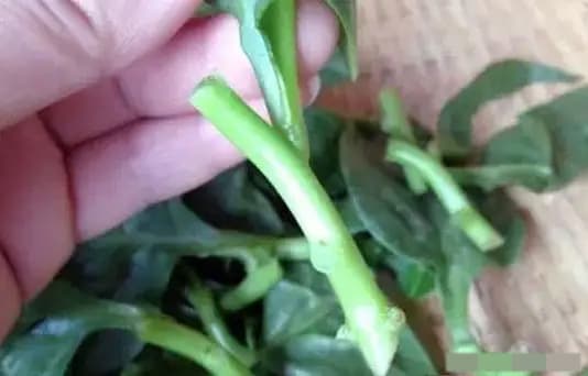 trồng mồng tơi, trồng rau ban công