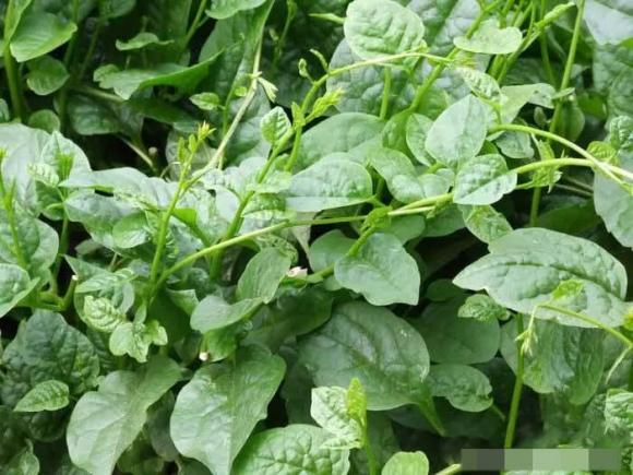 trồng mồng tơi, trồng rau ban công