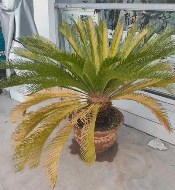 cây trồng, cây trồng trong nhà, cây phong thủy