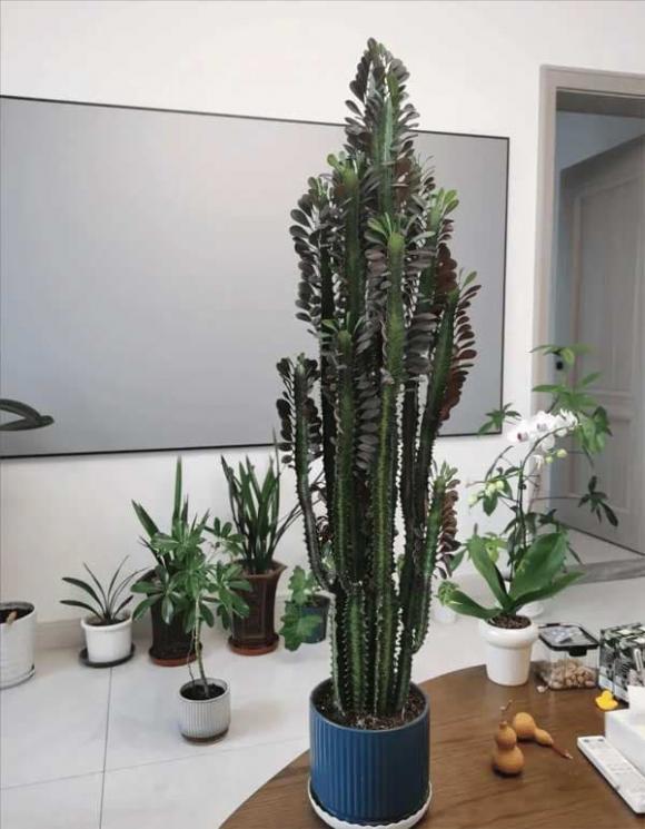 cây trồng, cây trồng trong nhà, cây phong thủy