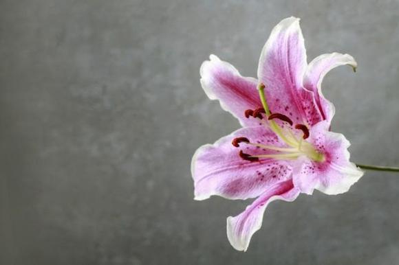Trắc nghiệm tâm lý