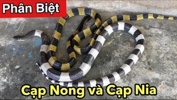 4. Điềm Báo Sức Khỏe Và An Toàn Liên Quan Đến Rắn Cạp Nia