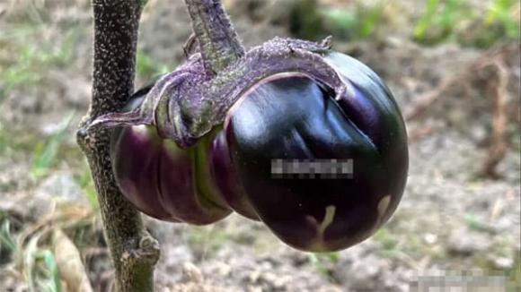 cà chua, thực phẩm, mẹo vặt gia đình