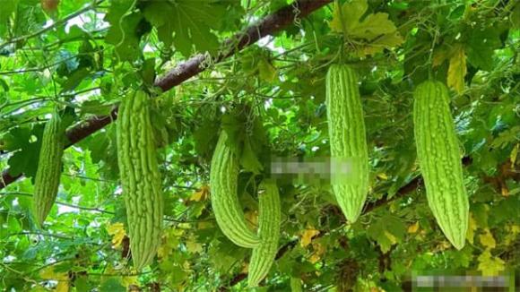 cà chua, thực phẩm, mẹo vặt gia đình