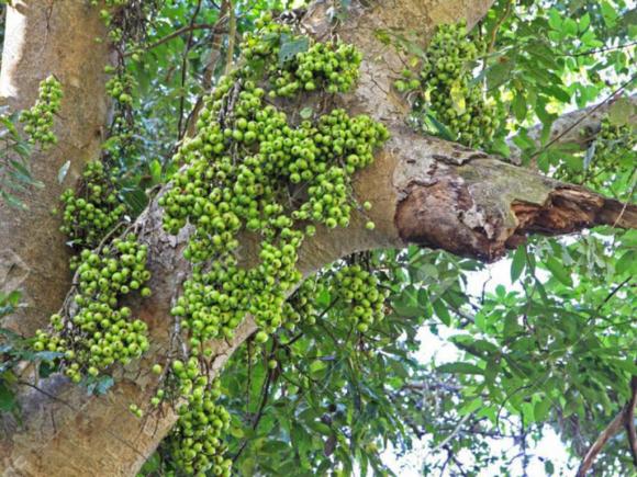 Quả sung, câu sung có hoa không, hoa sung